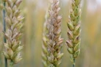 Росіяни хотіли продати зерно з України в Єгипет