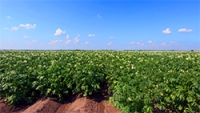 Аудитори Вінниччини нарахували понад 17 млн грн упущених вигод і непродуктивних витрат у дослідному господарстві &laquo;Корделівське&raquo; Інституту картоплярства НААН України