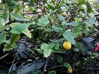 У теплиці юннатів вирощують плоди для Захисників